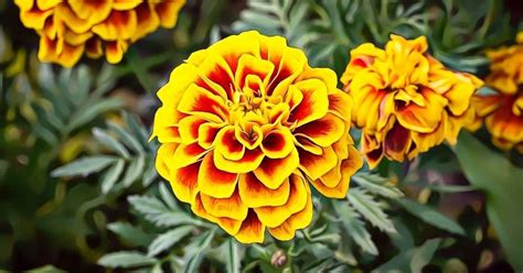 Marigold Meaning and Symbolism - WhenYouGarden.com