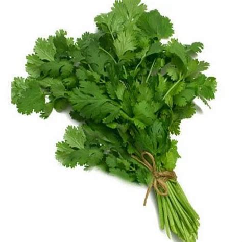 Fresh Coriander Leaves at Rs 40/kg | Coriander Leaves in Indore | ID ...