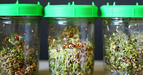 Broccoli Sprouting | How To Grow Broccoli Sprouts At Home