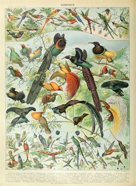 Adolphe Millot | Bird illustration, Nature posters, History painting