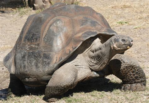 Galápagos Tortoise « Big Animals