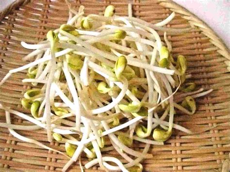 Bean sprouts - TRENDY DAMSELS