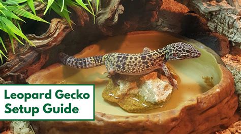 How to Set up a Leopard Gecko Habitat: Step-By-Step Beginner's Guide