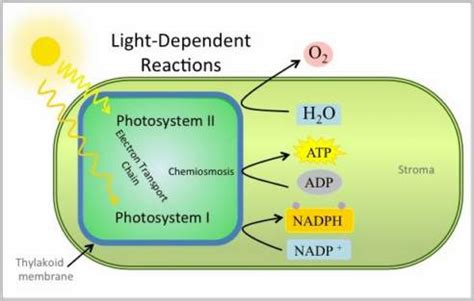 Light Reaction: Reaction Steps, Photosynthesis with Examples and Videos