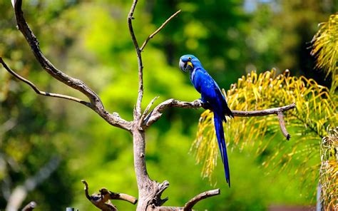 Hyacinth Macaw Wallpaper - WallpaperSafari