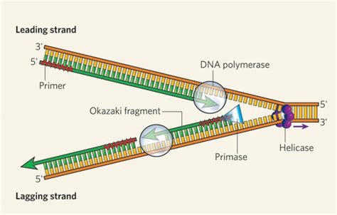 Ribosomes, Transcription, Translation | Learn Science at Scitable