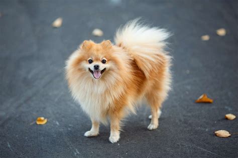 15 Best Names for Fluffy Dogs