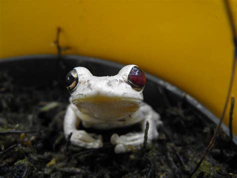 Albino tree frog by erique on DeviantArt