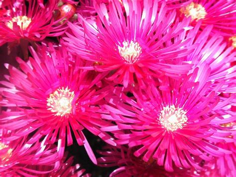 Neon Pink Flower Wallpapers - Top Free Neon Pink Flower Backgrounds - WallpaperAccess