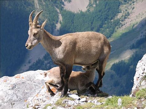 chamois | Haute alpes, Alpes