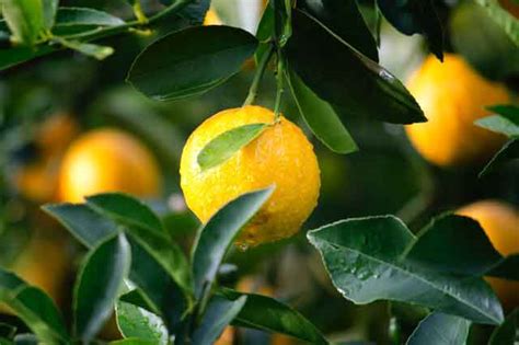 Benefits of Lemon Leaves - Use and Side effects - Herbs Science