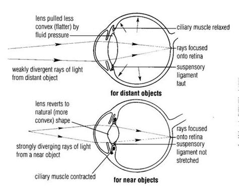 Muscle Weakening - Negative effects of computer use on eye health by Ki Hargis