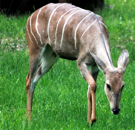 Free picture: kudu antelope