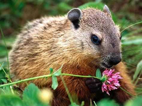 Green in Lafayette Square: How much wood could a woodchuck chuck.