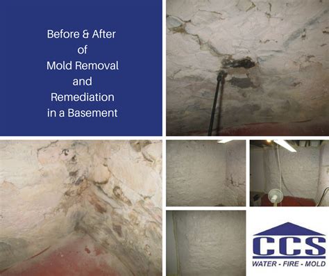 Mold Removal and Remediation in Wisconsin | CCS Property Services