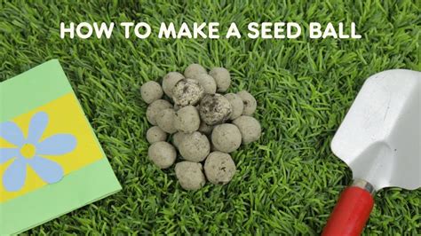 Make a Seed Ball | Zoo It Yourself! - YouTube