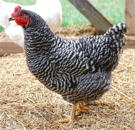 New Hampshire, White Plymouth Rock ... | Egg laying chickens, Laying ...