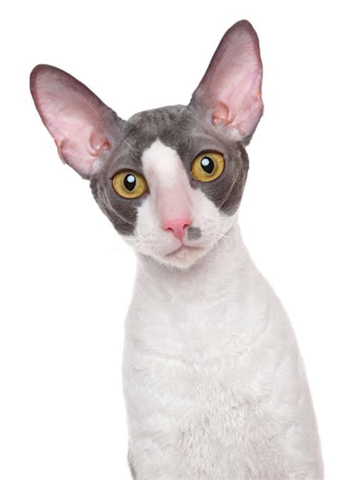 Cornish Rex Cats