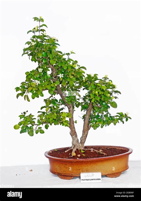 Koelreuteria Paniculata Bonsai