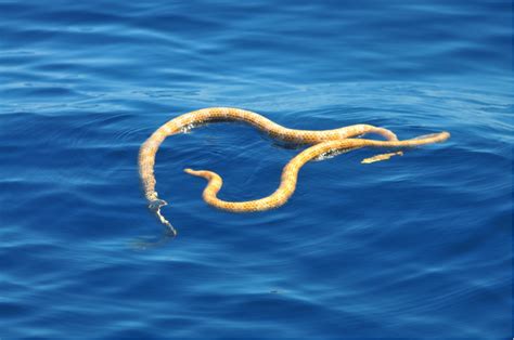 Rare sea snakes feared extinct discovered off the coast of Western Australia