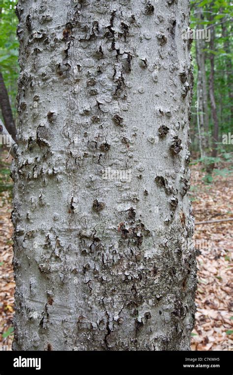 Beech Tree Bark - HooDoo Wallpaper