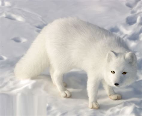 Arctic Fox - Pictures, Diet, Breeding, Life Cycle, Facts, Habitat, Behavior | Animals Adda