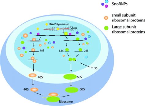 An Overview Of Ribosome Biogenesis In An Eukaryotic Cell | Free Download Nude Photo Gallery