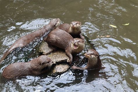 River Otter - Facts and Beyond | Biology Dictionary