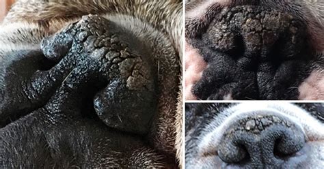 Is Your Dog’s Nose Dry & Crusty? It Might Be Nasal Hyperkeratosis. Here’s How To Help. | Whisker ...