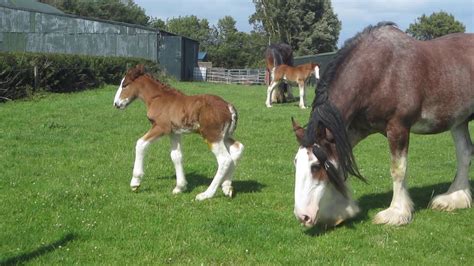 Newborn Clydesdale Foal