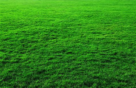 HD wallpaper: green grass field, texture, nature, green Color, backgrounds | Wallpaper Flare