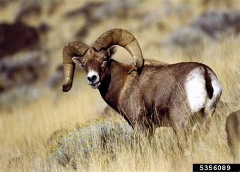 Big Horn Sheep - Ovis canadensis - NatureWorks