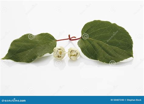 Kiwi (Actinidia) flowers stock photo. Image of heal, plant - 50487240