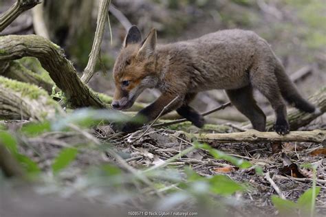 Clip of the Week - red fox cubs playing | Nature Picture Library