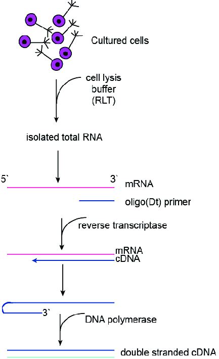 Schematic illustration of the workflow of double-stranded cDNA... | Download Scientific Diagram