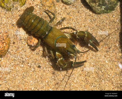 European Noble Crayfish (Astacus astacus) in its Natural Habitat Stock Photo - Alamy