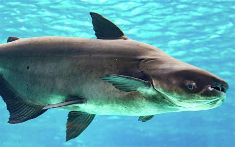 An endangered mekong giant catfish Pangasianodon gigas while swi Photograph by Bill Roque - Fine ...