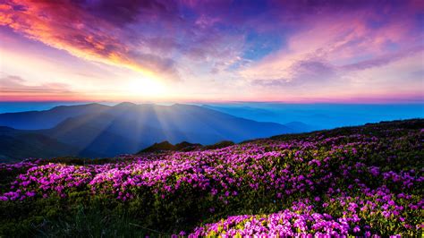 Pink Mountains 4K Wallpapers Flowers, landscape, pink flowers, mountain, sunlight, sun rays ...