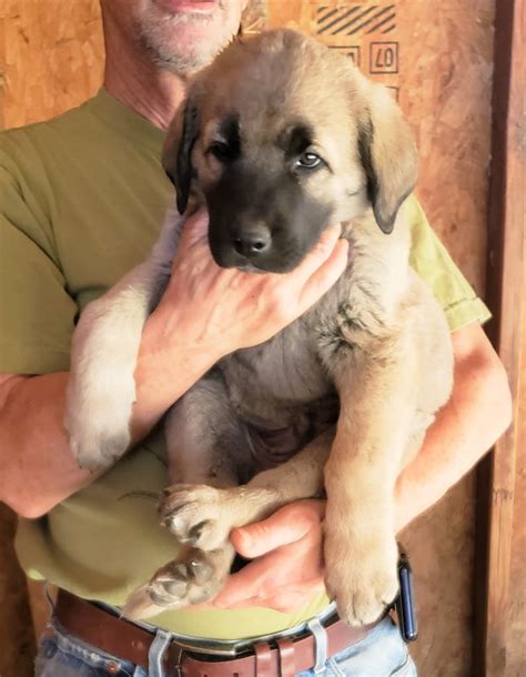 Anatolian Shepherd Puppies for Sale - Marble Peaks Ranch