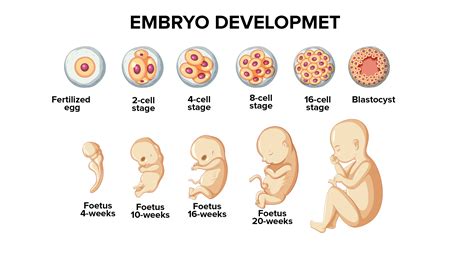 Human Embryo Development Stages