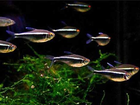 Black Neon Tetra (Hyphessobrycon Herbertaxelrodi) Shop, 52% OFF