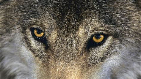 Brown wolf, wolf, animals, eyes HD wallpaper | Wallpaper Flare