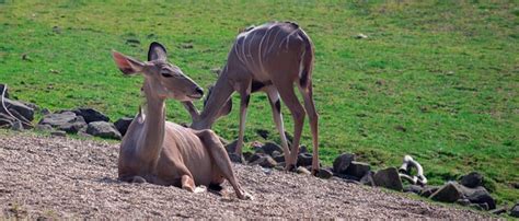 Kudu Antelopes Africa Great - Free photo on Pixabay