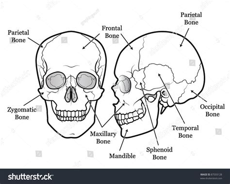 Human Skull Chart: เวกเตอร์สต็อก (ปลอดค่าลิขสิทธิ์) 87593128 | Shutterstock