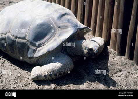 Aldabra giant tortoise Stock Photo - Alamy