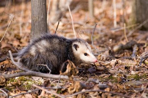 Opossum Habitat | Assorted Animals