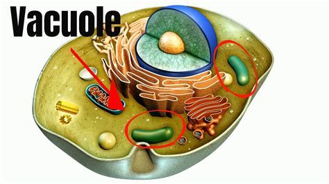 Animal cell vacuole definition