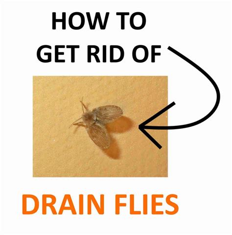 How to Get Rid of Drain Flies Naturally (Fast) | BugWiz