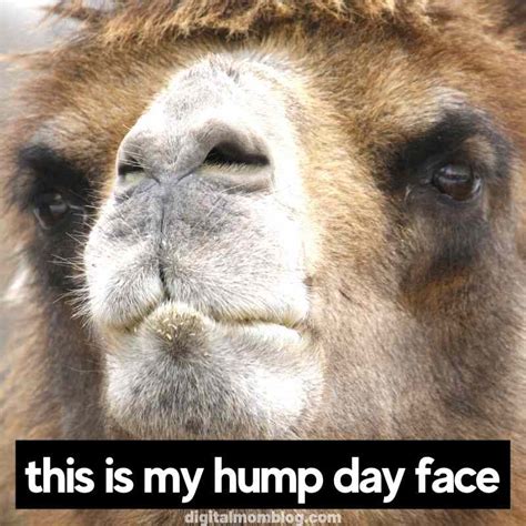 Happy Hump Day Meme