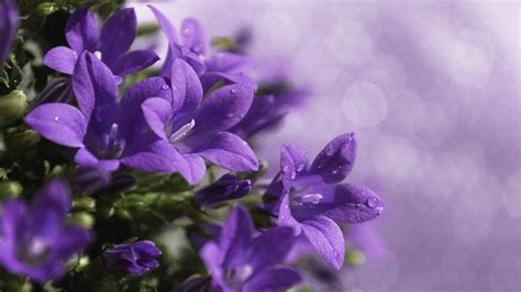 🔥 [62+] Purple Flowers Background | WallpaperSafari